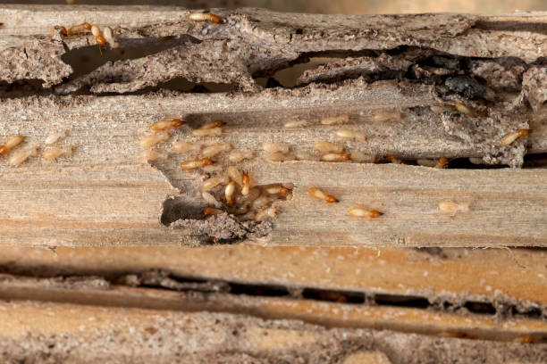 Best Termite Control Services  in Skyline, AL