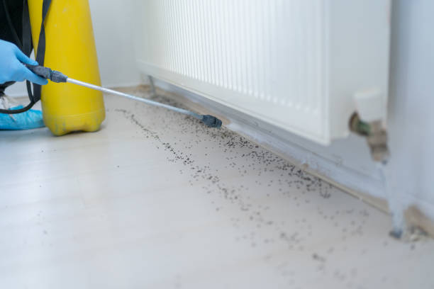Best Bed Bug Extermination  in Skyline, AL